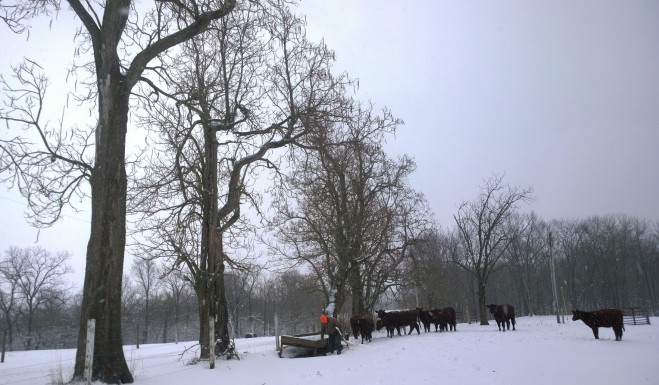 Snowy Adventure Heifers